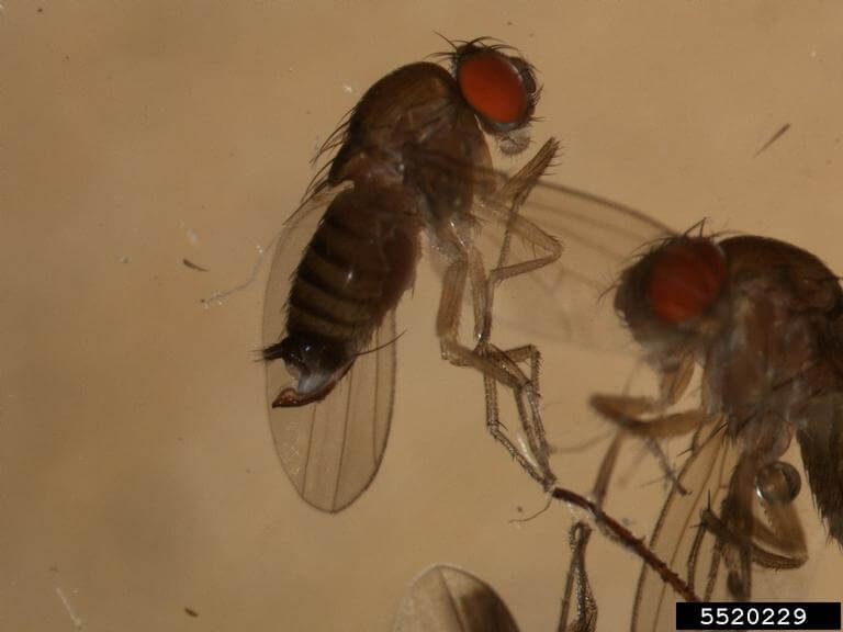 Close up of spotted-wing drosophila