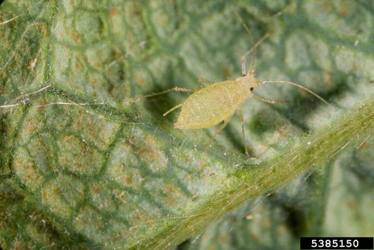 Strawberry aphid
