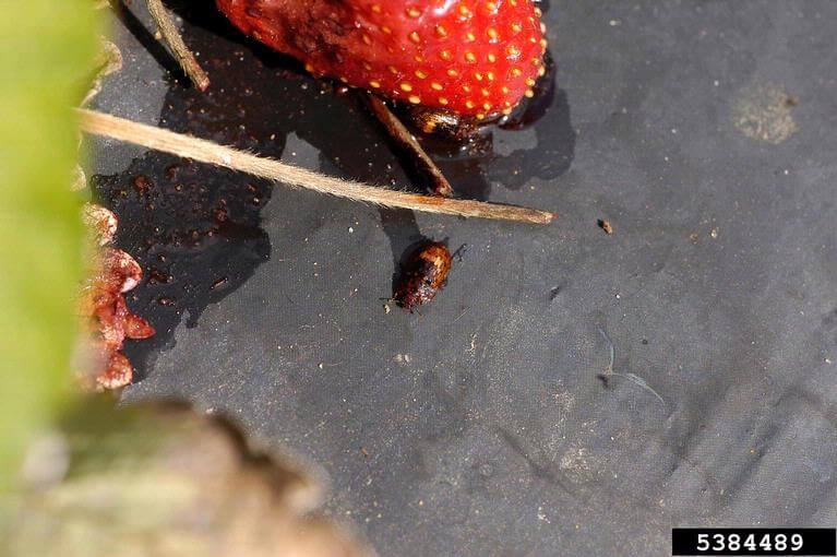 Strawberry sap beetle