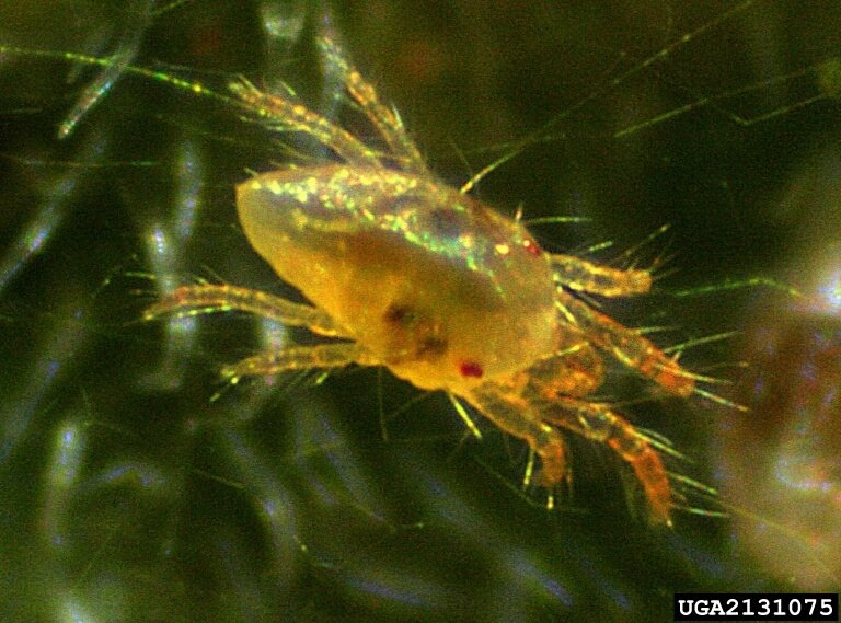 Close up of a two spotted spider mite