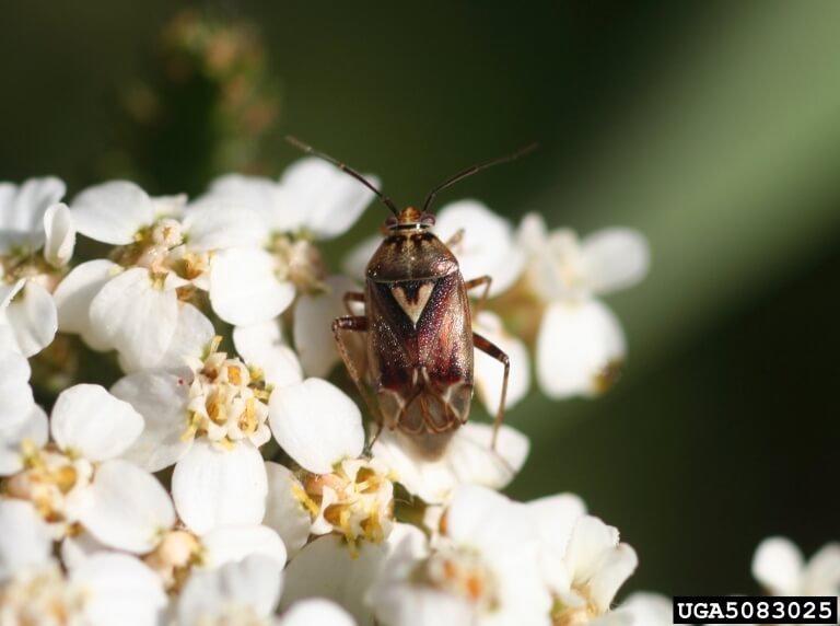 Western tarnished plant bug