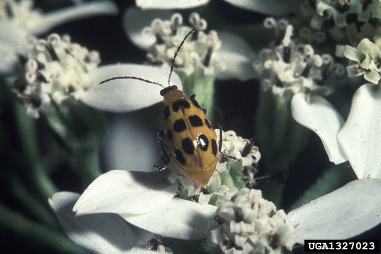 Spotted cucumber beetle