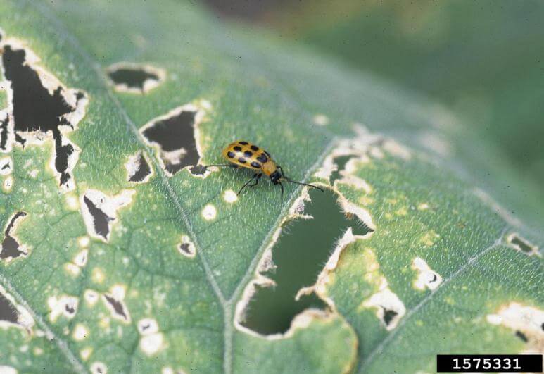 Spotted cucumber beetle