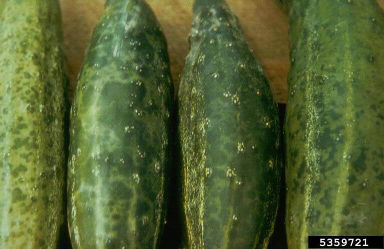 Cucumber mosaic virus