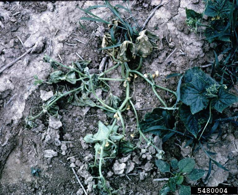 Cucumber bacterial wilt