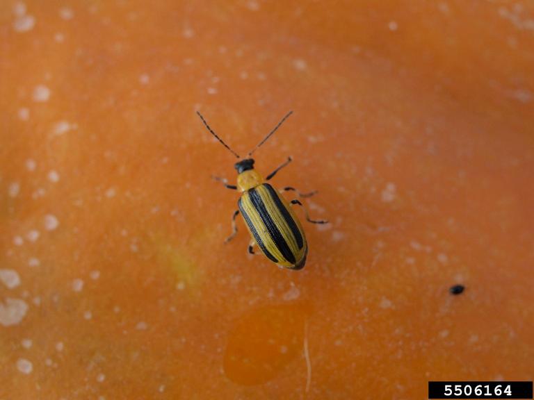 Striped cucumber beetle