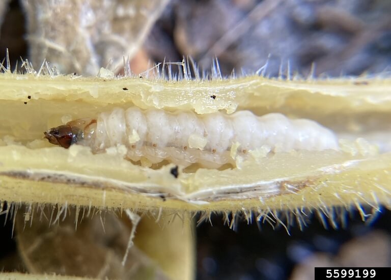 Squash vine borer larva