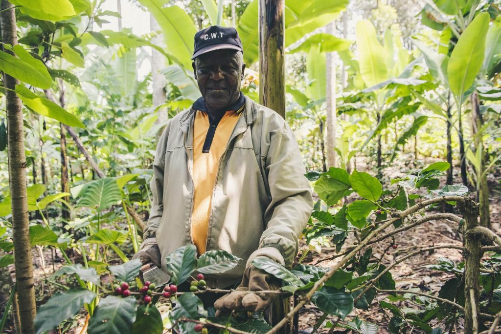 Farmer inspecting coffee cherries on a branch in a shaded coffee plantation