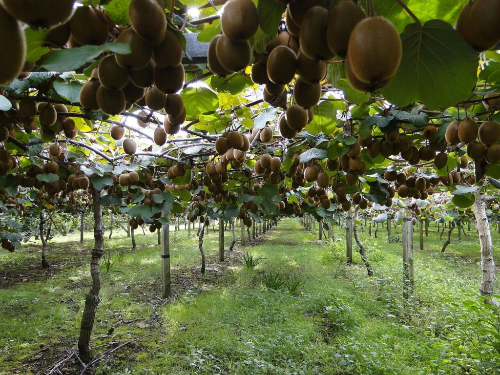 Rows of kiwi fruit hanging from vines on a trellis system in an orchard