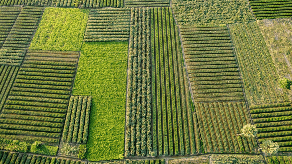 Aerial view of crop fields in Bangladesh.