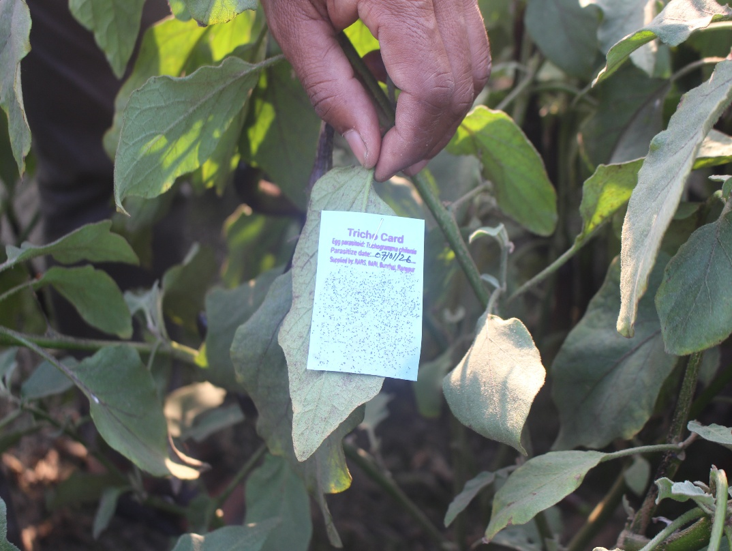 Egg cards on brinjal plant