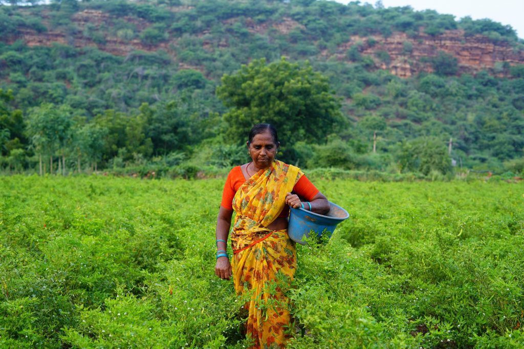 ඉන්දියාවේ මිරිස් වගාවක් මැදින් ගමන් කරමින් රන් සාරියක් ඇඳගත් කාන්තා ගොවියෙක්