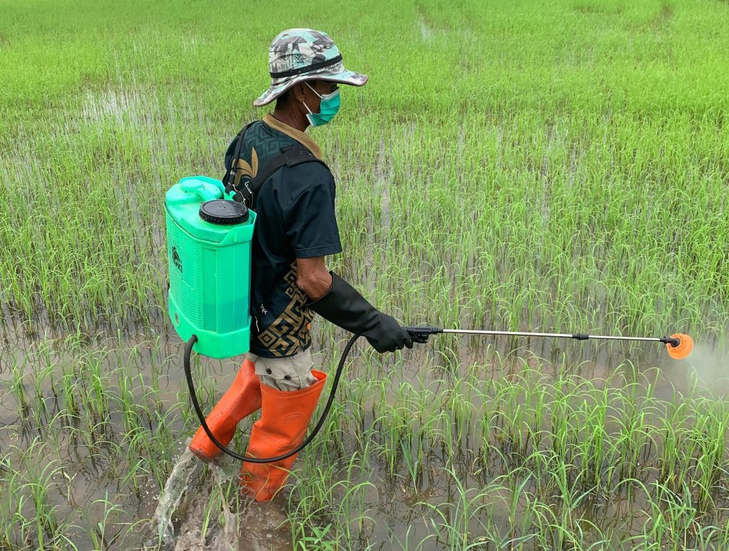 Farmer in Thailand applying biopesticides to a rice crop.