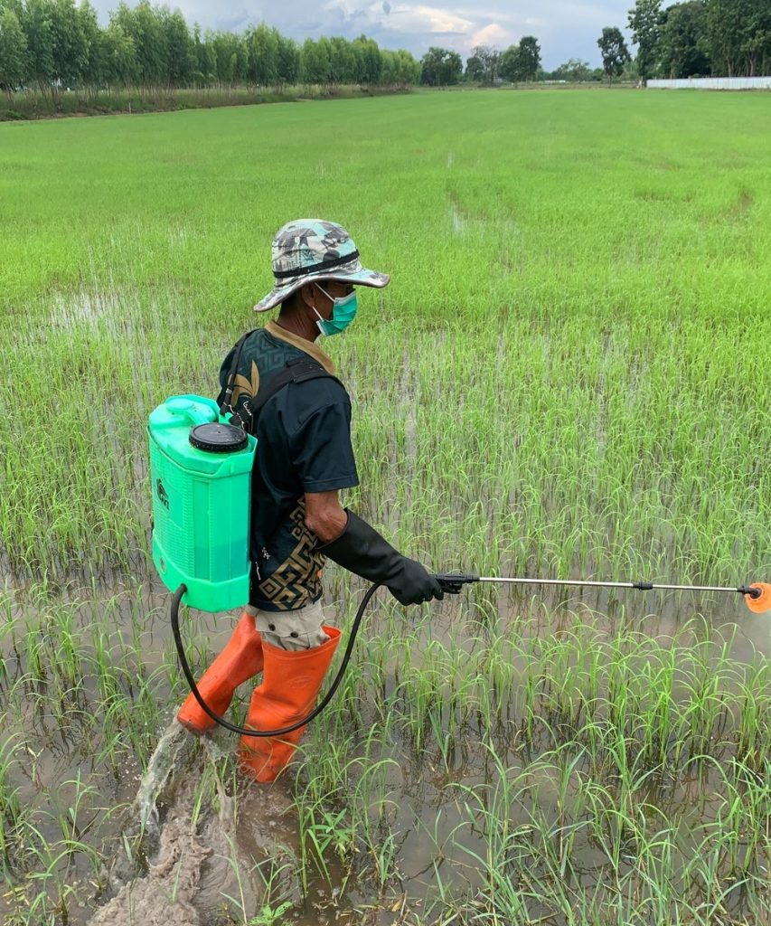 Farmer in Thailand applying biopesticides to a rice crop.