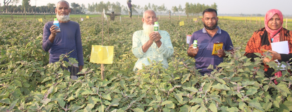 Bangladeshi farmers taking part in a field trial on Trichogramma biological control.