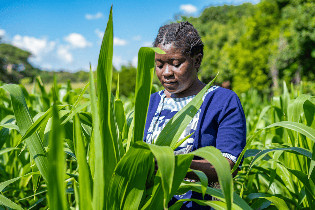Farmer inspecting maize plants in a field in Africa.