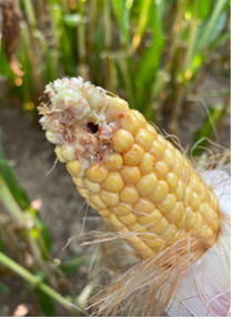 Ear of corn with a hole caused by the European corn borer