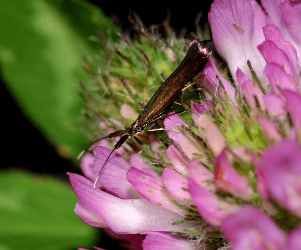 Ngengat pengerek daun semanggi merah dewasa (Coleophora deauratella) pada tumbuh-tumbuhan di Alberta.