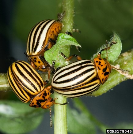 Colorado potato beetle