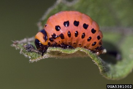 Colorado potato beetle on leaf
