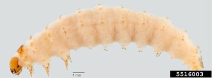 Eggplant borer