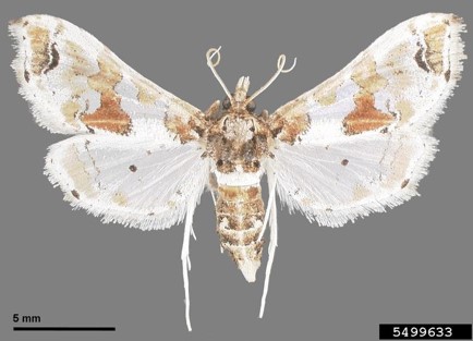 Eggplant borer with wings