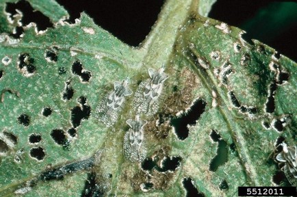 Eggplant lace bug