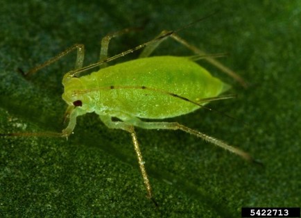 Green peach aphid
