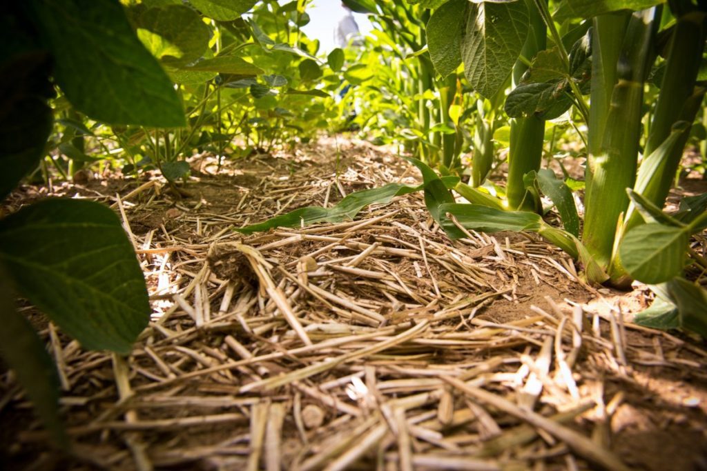 Crop residues used as mulch between rows in a no-till agricultural system.
