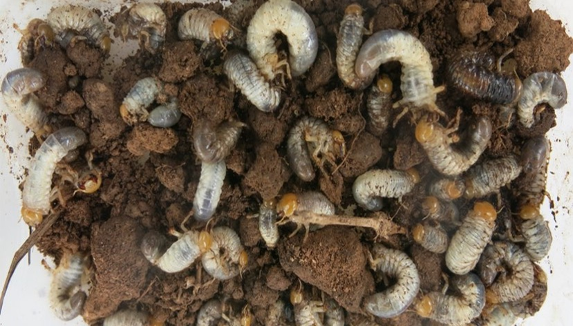 Grub pests that can be controlled by beneficial nematodes