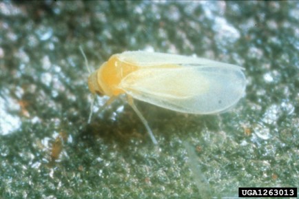 Silverleaf whitefly
