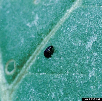 Tobacco flea beetle
