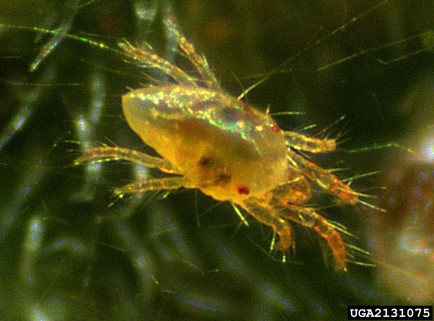 Two-spotted spider mite