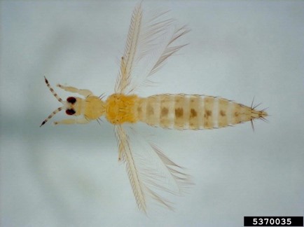 Western flower thrips