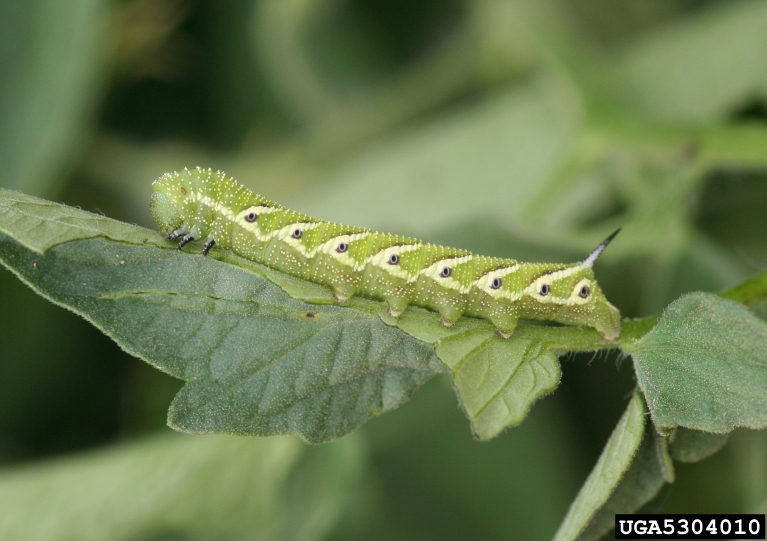 Tomato hornworm on a leaf of a crop